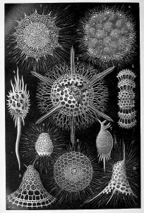 Radiolaria, radiolarians or radiolarians are a group of unicellular organisms with an endoskeleton made of opal