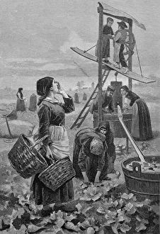 Radish harvest in Regensburg, Bavaria