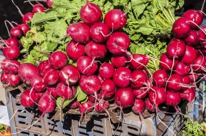 Radish, mahabaleshwar, wai, maharashtra