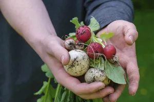 Radish (Raphanus sativus var. sativus)