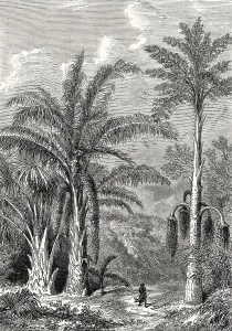 Raffia palm, Raphia vinifera and Jaggery palm