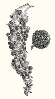 Raffia palm, Raphia vinifera, the West African piassava palm