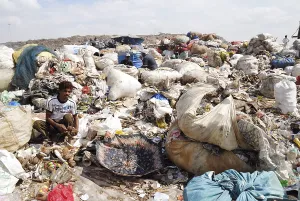 Rag picker collecting garbage in dumping ground