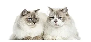 Framed Print : Two Ragdoll lying, 2 years old, isolated on white Framed Print : Two Ragdoll lying, 2 years old, isolated on white
