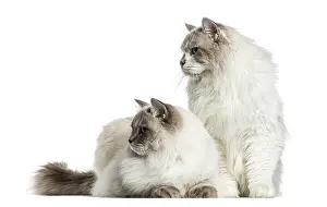 Two ragdolls sitting and lying, isolated on white
