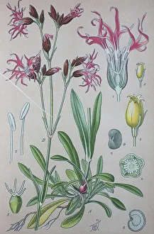 Ragged Robin (Lychnis flos-cuculi)