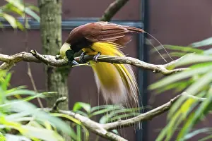 Raggiana Bird-of-paradise (Paradisaea raggiana)