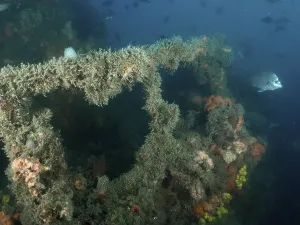 Railing of a shipwreck overgrown with algae and sponges