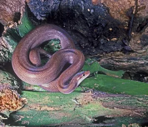 Rainbow Boa, Rainbow Boas, Other animals