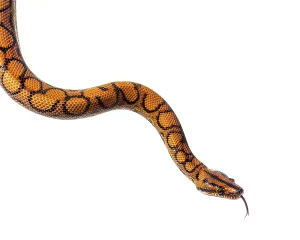 Rainbow boa sniffing tongue out