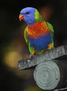 Rainbow Lorikeet, Lori (Trichoglossus haematodus), Queensland, Australia, Oceania
