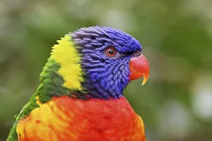Rainbow Lorikeet (Trichoglossus haematodus)