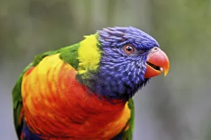 Category Wildlife DE Prints: Rainbow Lorikeet (Trichoglossus haematodus)