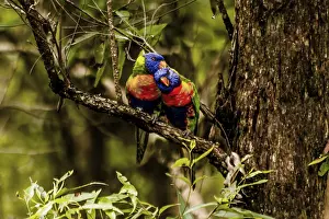 Rainbow Lorikeet (Trichoglossus haematodus) Australia