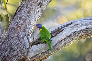 Rainbow Lorikeet (Trichoglossus moluccanus)