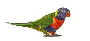 Rainbow Lorikeet, Trichoglossus moluccanus