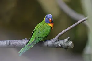 One Rainbow lorikeet (Trichoglossus moluccanus) sitting on a branch