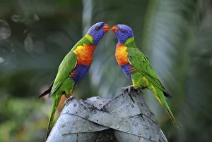 Rainbow Lorikeets, Loris (Trichoglossus haematodus)