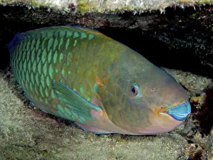 Category Coral Reefs DE Prints: Rainbow Parrotfish (Scarus guacamaia)