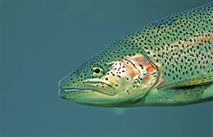 Rainbow Trout (Oncorhynchus mykiss)