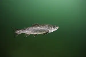 Rainbow trout (Oncorhynchus mykiss)
