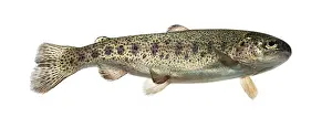 Rainbow trout swimming, isolated on white