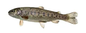 Rainbow trout swimming, isolated on white