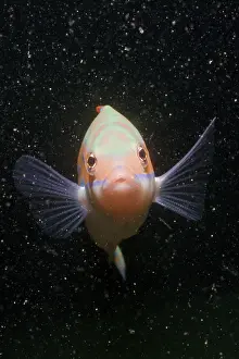 Rainbow Wrasse (Coris julis), Istria