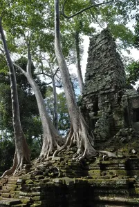 Rainforest growing over the ruins of Preah Paliliay tempel in the ancient city Angkor Thom