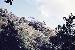 Rainforest trees on hillside in St Ann's valley, trinidad c 1962 emergent trees above forest canopy