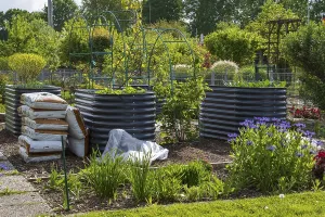 Raised beds in the allotment garden