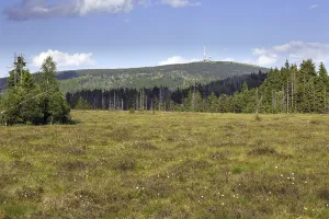 Raised bog at Grosses Torfhausmoor