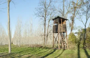 Raised shed hunting for deer in the middle of a forest of poplars