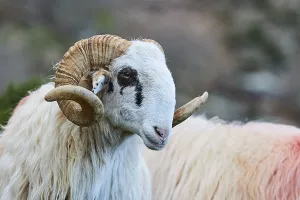 A ram with curved horns looks to the side