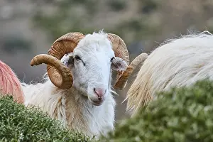 A ram looks directly into the camera