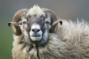 Ram, Mykines, Faroe Islands, Denmark