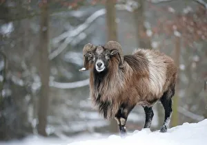 Ram (Ovis) in winter