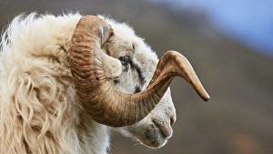 Category Mountain Landscapes Prints: Ram, Profile, Twisted Horn, Rams on Road