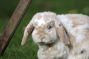 Ram rabbit (Oryctolagus cuniculus)