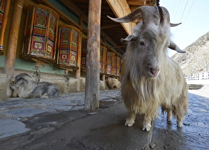 Ram standing in front of the prayer wheels and kora at the Labrang Monastery