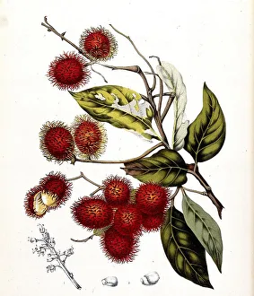 Rambutan (Nephelium lappaceum)