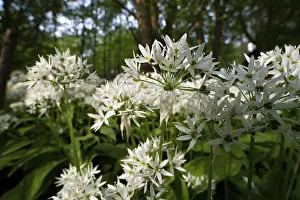 Ramson (Allium ursinum), sea of wild garlic flowers in the beech forest