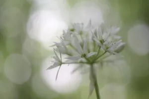 Ramson (Allium ursinum), single blossom