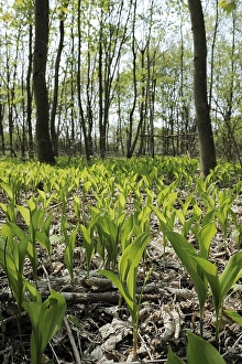Ramsons (Allium ursinum), Danube-Auen