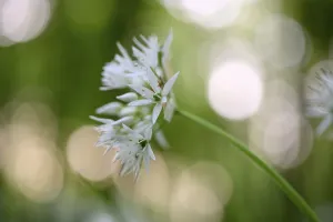 Ramsons (Allium ursinum), flower