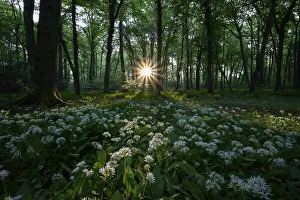 Ramsons (Allium ursinum), flowering plants