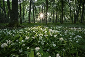 Ramsons (Allium ursinum), flowering plants