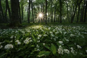 Ramsons (Allium ursinum), flowering plants