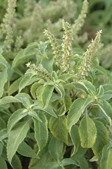 Ramtulas Vridhatulsi, Ocimum Gratissimum