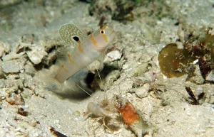 Randall's guard goby with pistol crab